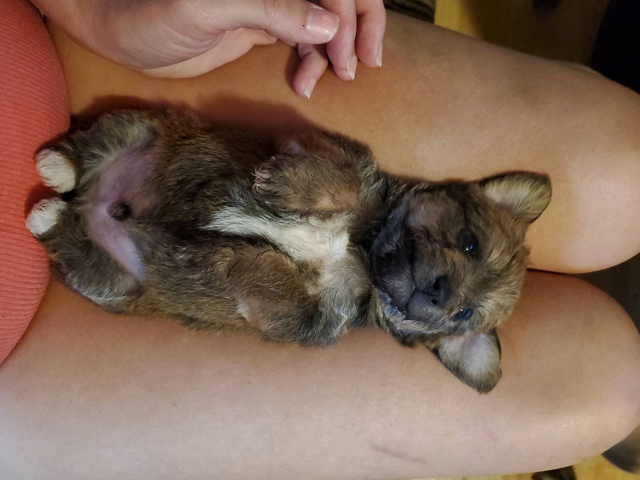 Little Bear joined the competition — help win amazing prizes! canidae, carnivore, cat, claw, comfort, companion_dog, dog_breed, domestic_short_haired_cat, ear, fawn, felidae, fur, mammal, nap, paw, small_to_medium_sized_cats, snout, sporting_group, vertebrate, whiskers