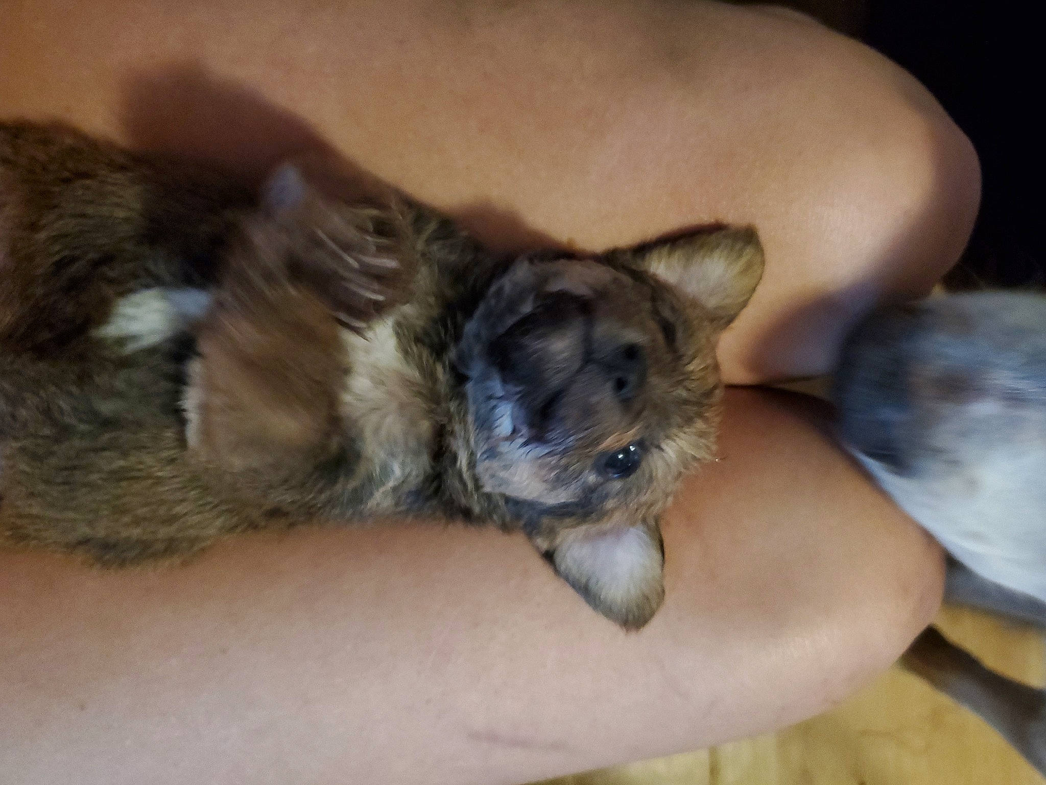 Little Bear is registered to the contest to win money with this photo: canidae, carnivore, claw, comfort, companion_dog, dog, dog_breed, ear, fawn, felidae, finger, fur, hand, paw, snout, tail, toy_dog, vertebrate, whiskers, working_animal