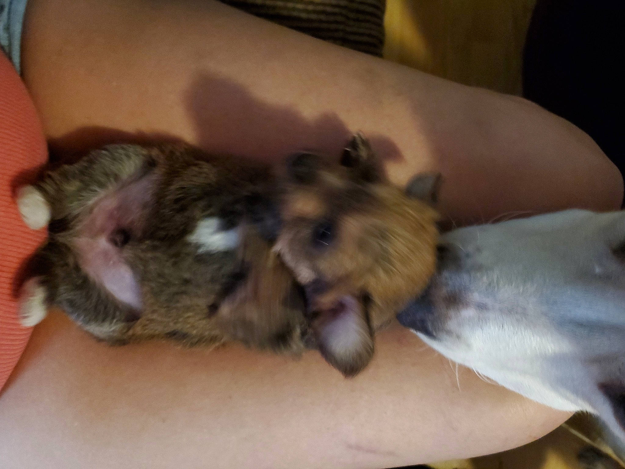 Little Bear joined the competition — help win amazing prizes! canidae, carnivore, claw, comfort, companion_dog, dog_breed, domestic_short_haired_cat, dormouse, fawn, felidae, finger, fur, marsupial, muridae, muroidea, paw, rodent, small_to_medium_sized_cats, snout, whiskers