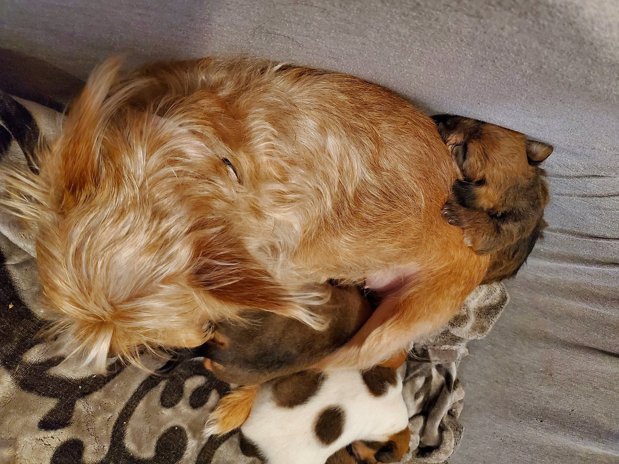 Little Bear is registered to the contest to win money with this photo: brown, canidae, carnivore, collar, companion_dog, dog, dog_breed, dog_supply, fawn, fur, gun_dog, liver, paw, pet_supply, snout, sporting_group, tail, terrestrial_animal, whiskers, working_animal