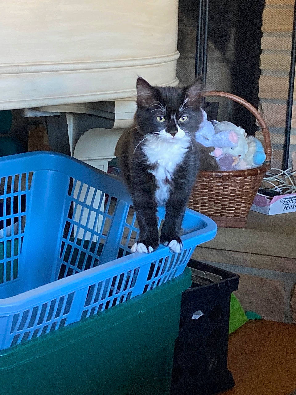 Dixie is registered to the contest to win money with this photo: box, carnivore, cat, cat_supply, domestic_short_haired_cat, electric_blue, felidae, fur, gas, shipping_box, sitting, small_to_medium_sized_cats, tail, whiskers
