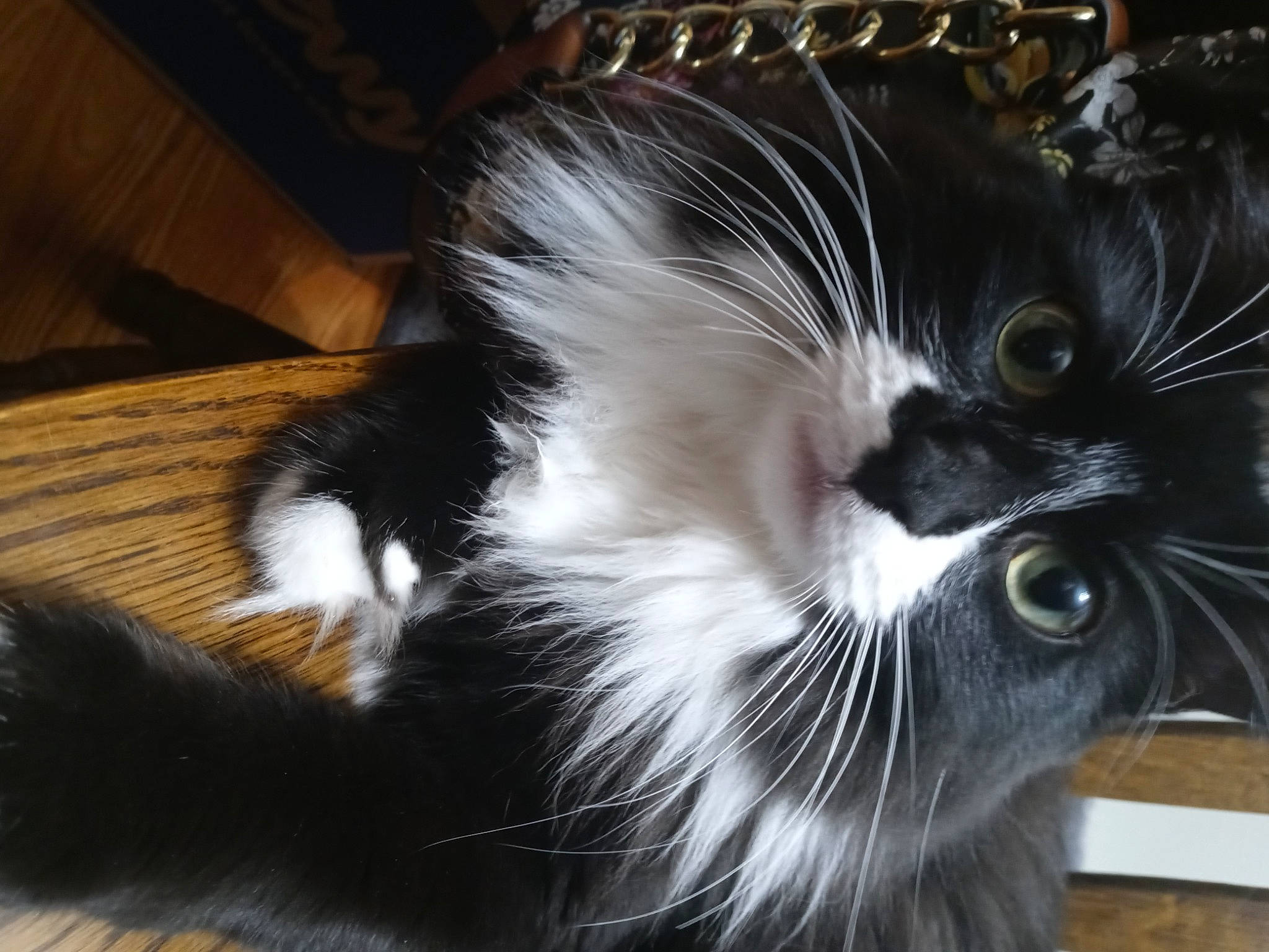 Dixie joined the competition — help win amazing prizes! black_cat, carnivore, cat, claw, domestic_short_haired_cat, ear, felidae, fur, paw, plant, small_to_medium_sized_cats, snout, tail, terrestrial_animal, whiskers