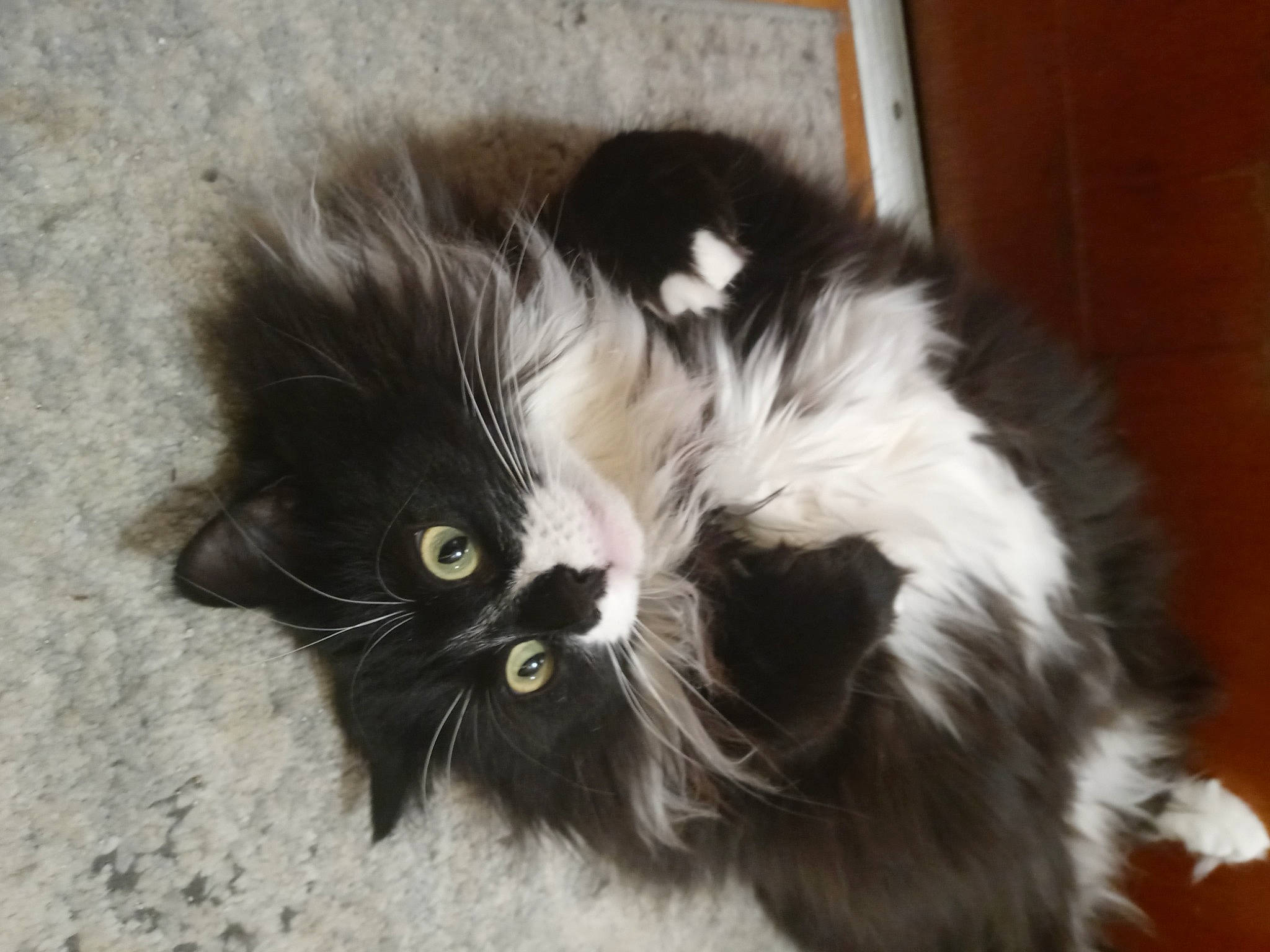 Dixie is registered to the contest to win money with this photo: carnivore, cat, claw, comfort, dog_breed, eye, felidae, foot, fur, hair, iris, paw, small_to_medium_sized_cats, snout, tail, terrestrial_animal, whiskers