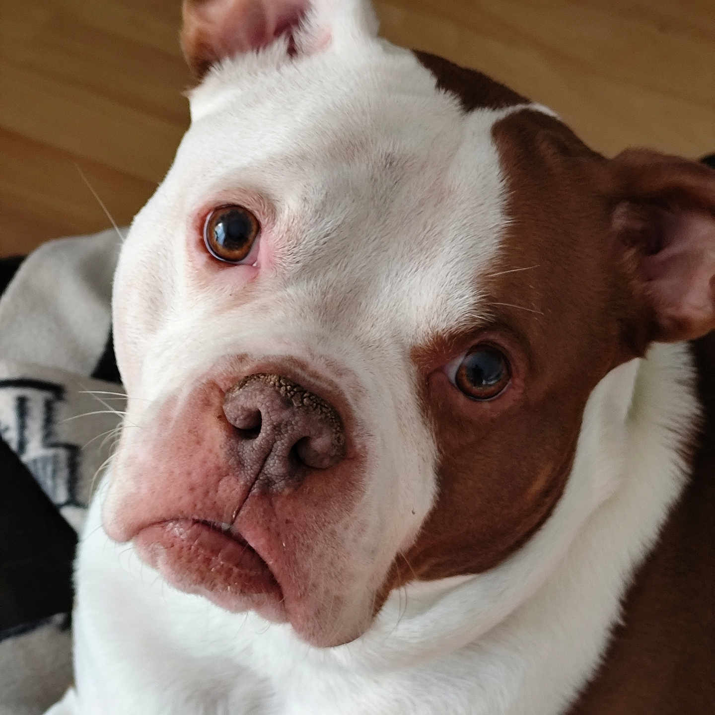 Laïka a rejoint le concours — aidez-le/la à gagner de superbes lots ! animal, bostonbull, boxer, bulldog, canine, dog, face, frenchbulldog, hardwood, head, person, pet, pitbull, pointer, puppy, snout, terrier, whitedog, wood