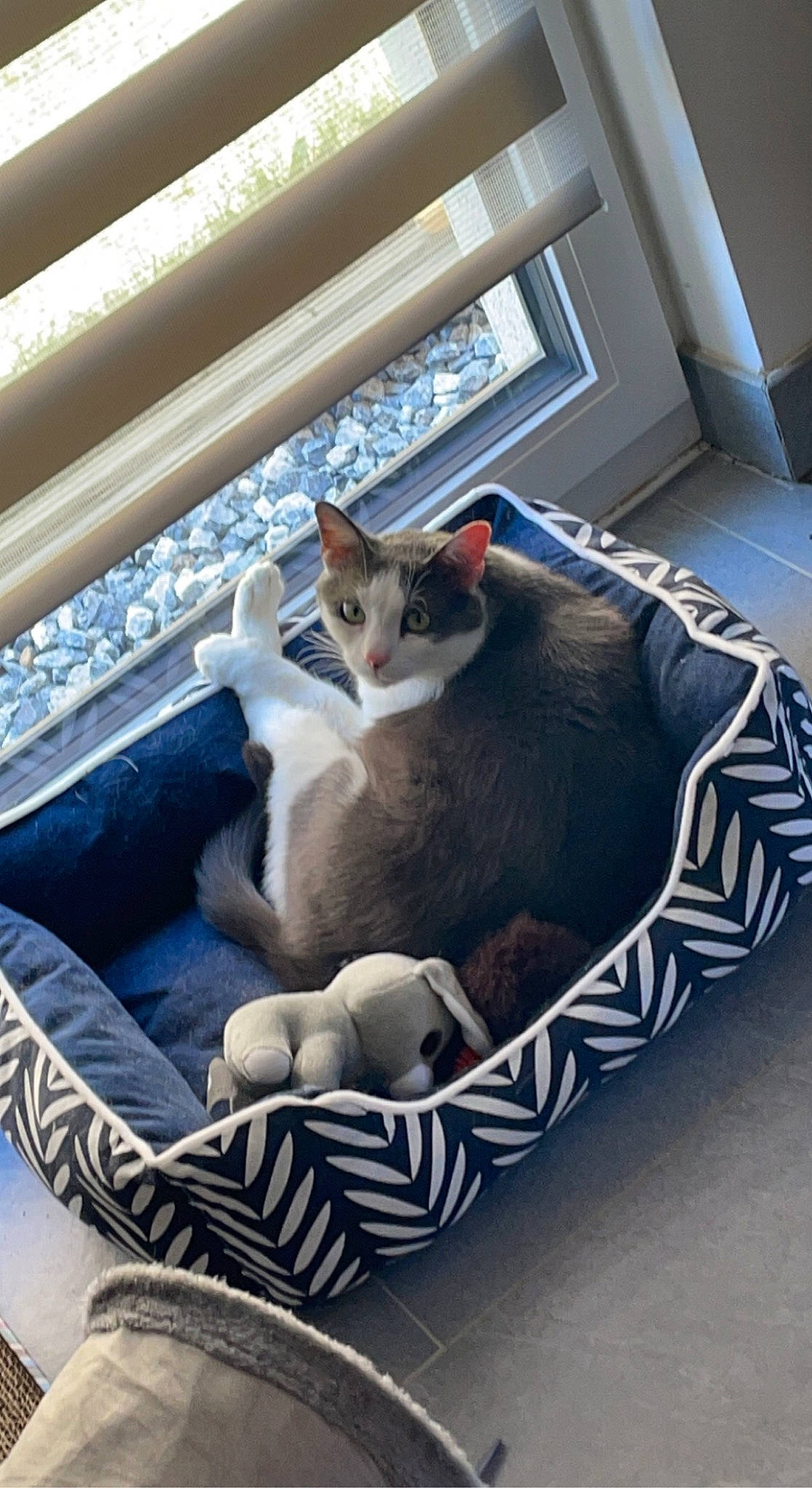 Bandit participe au concours pour gagner de l'argent avec cette photo : box, carnivore, cat, cat_supply, comfort, daylighting, domestic_short_haired_cat, felidae, fur, hardwood, metal, pet_supply, room, sitting, small_to_medium_sized_cats, stairs, tail, whiskers, window, wood