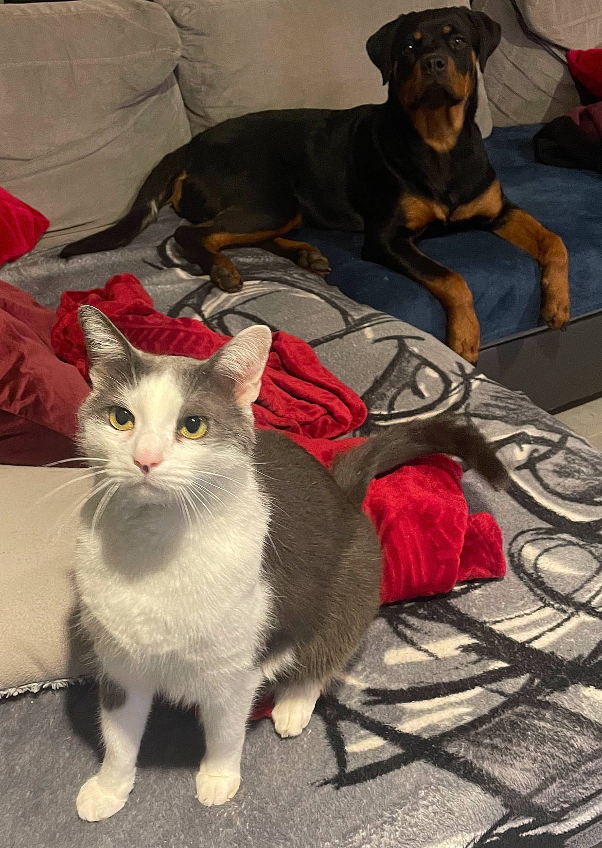 Bandit a rejoint le concours — aidez-le/la à gagner de superbes lots ! carnivore, cat, comfort, companion_dog, dog, dog_breed, dog_supply, domestic_short_haired_cat, felidae, fur, grey, paw, pet_supply, sitting, small_to_medium_sized_cats, snout, tail, whiskers, working_animal