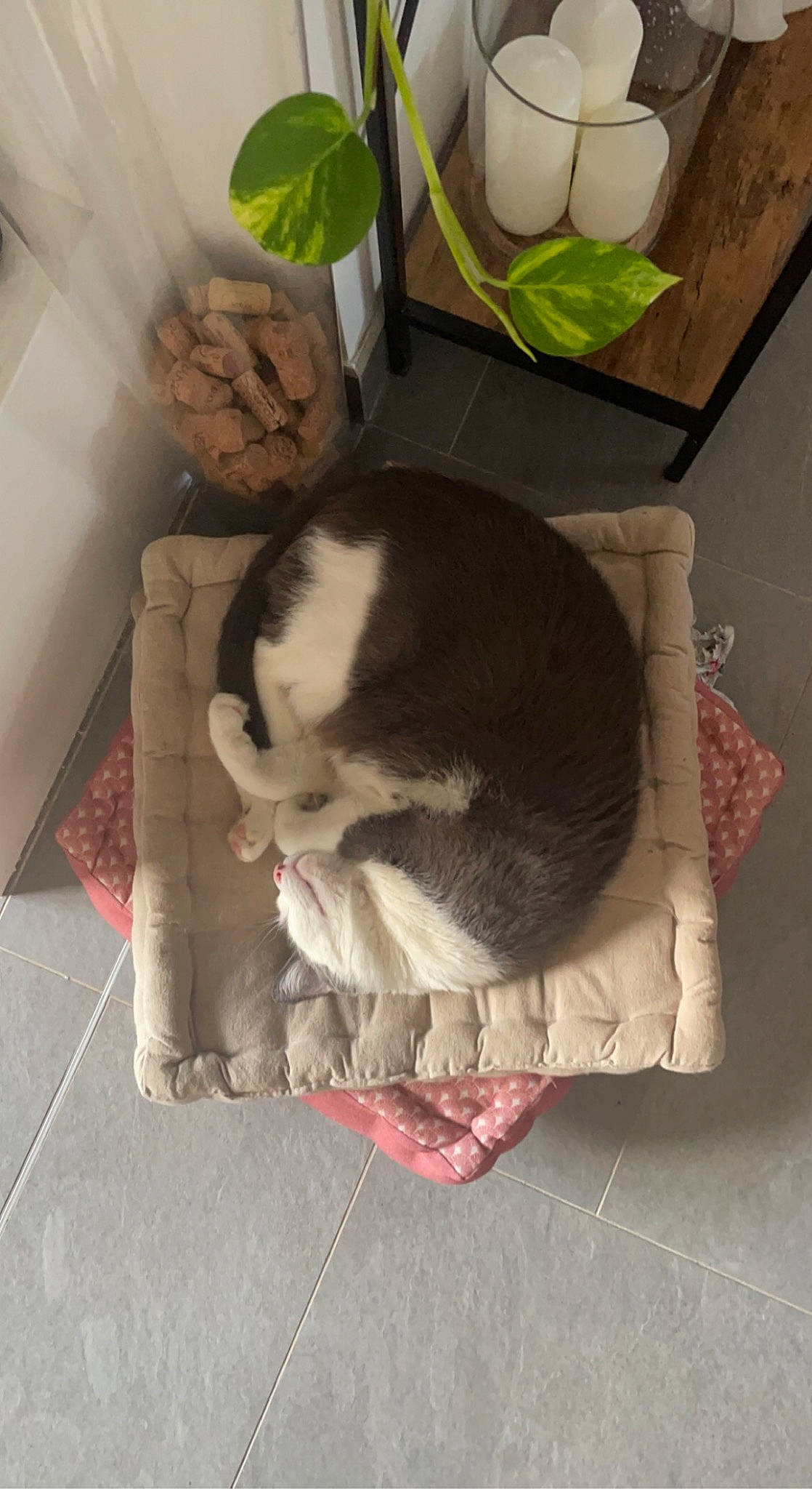 Bandit participe au concours pour gagner de l'argent avec cette photo : carnivore, cat, comfort, companion_dog, dog_breed, domestic_short_haired_cat, fawn, felidae, flooring, flowerpot, fur, hardwood, houseplant, plant, room, rose, small_to_medium_sized_cats, tail, whiskers, wood