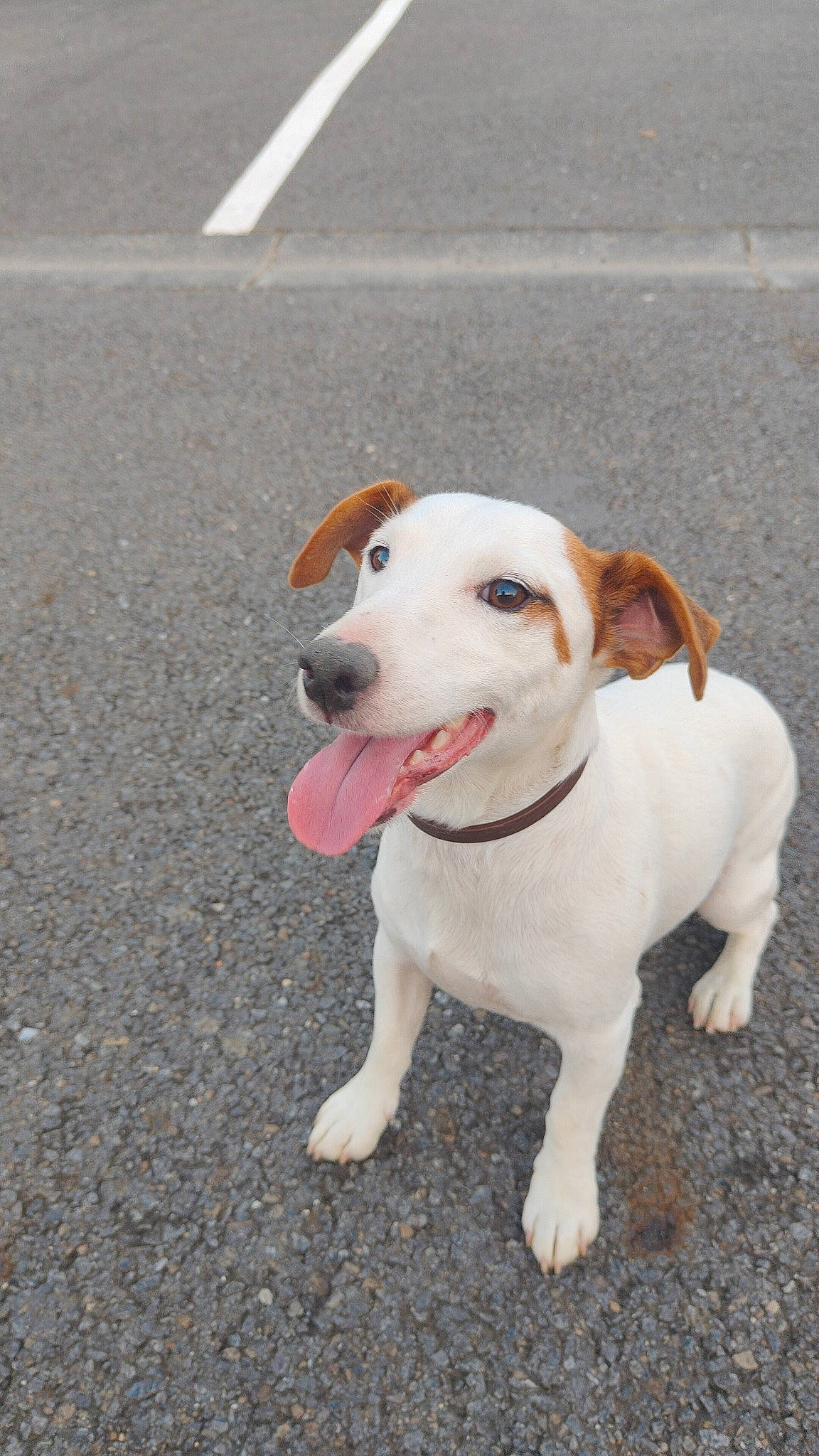 Orson participe au concours pour gagner de l'argent avec cette photo : asphalt, canidae, carnivore, collar, companion_dog, dog, dog_breed, dog_collar, dog_supply, fashion_accessory, fawn, leash, paw, pet_supply, road_surface, sporting_group, street_dog, tail, whiskers, working_animal