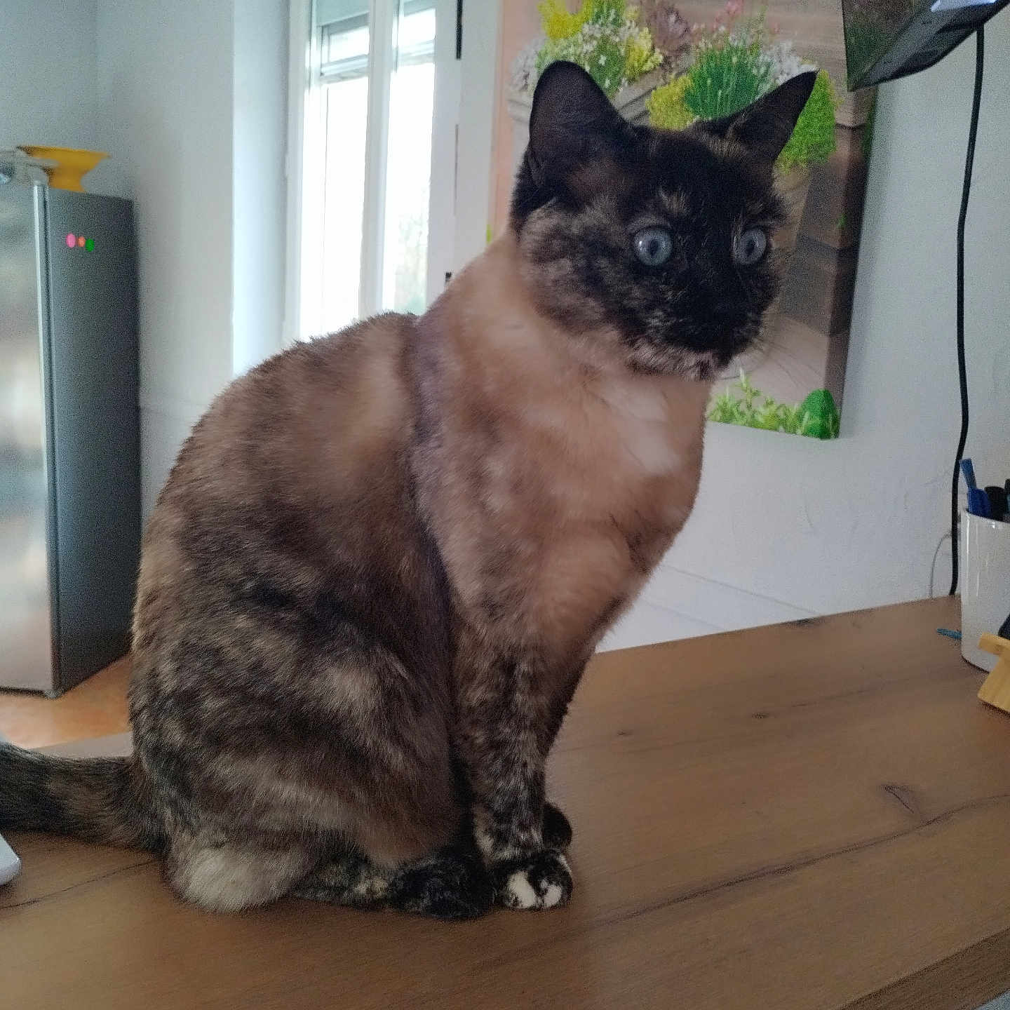 Ozara participe au concours pour gagner de l'argent avec cette photo : blue_eyes, cat, curious, domestic, domestic_animal, ears, feline, fur, household, indoor, kitchen, looking_away, painting, pet, refrigerator, sitting, tabletop, tail, whiskers, wooden_table