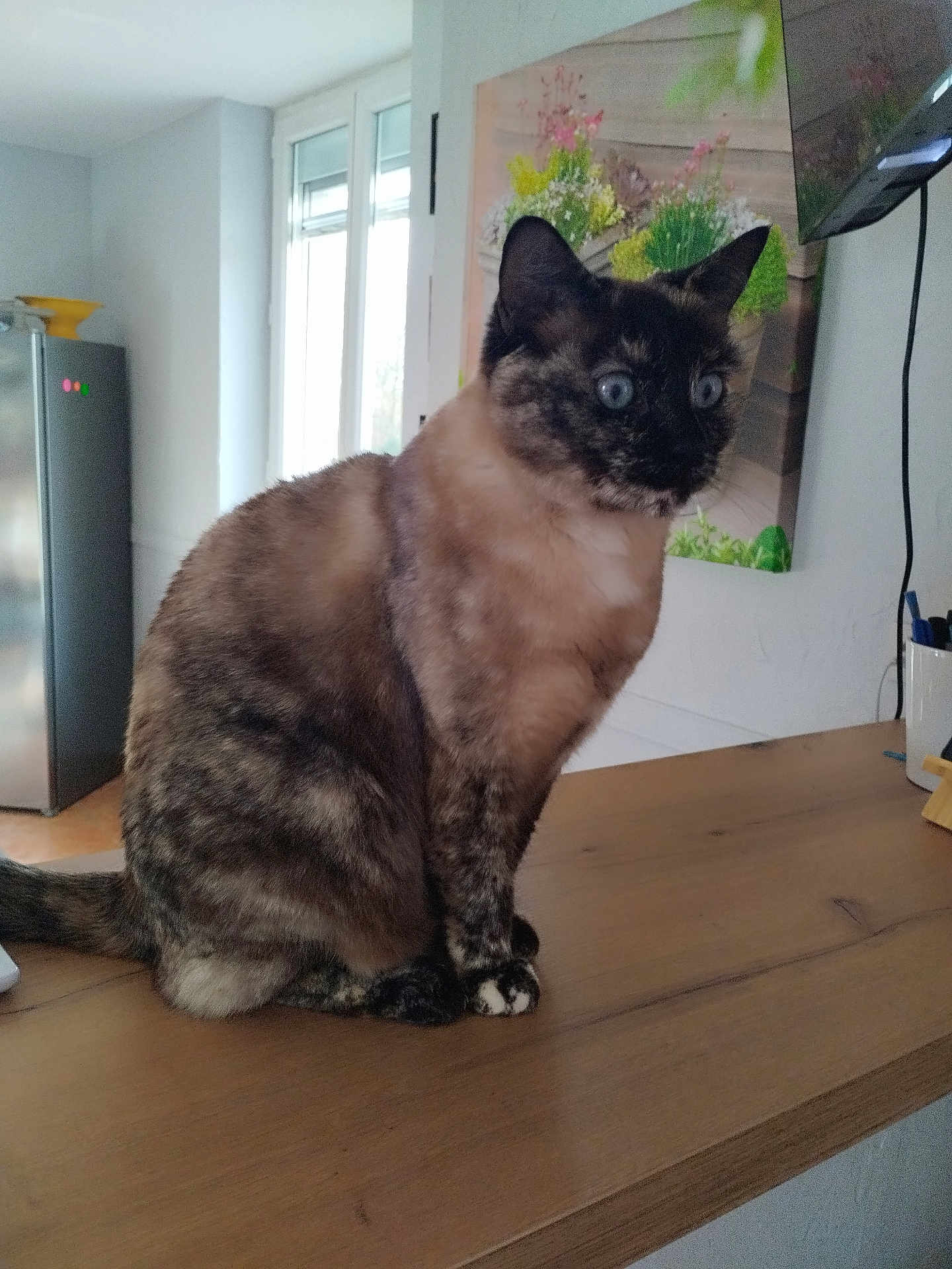 Ozara participe au concours pour gagner de l'argent avec cette photo : cat, blue_eyes, sitting, wooden_table, indoor, kitchen, refrigerator, painting, curious, pet, feline, domestic_animal, fur, whiskers, ears, tail, household, tabletop, looking_away, domestic