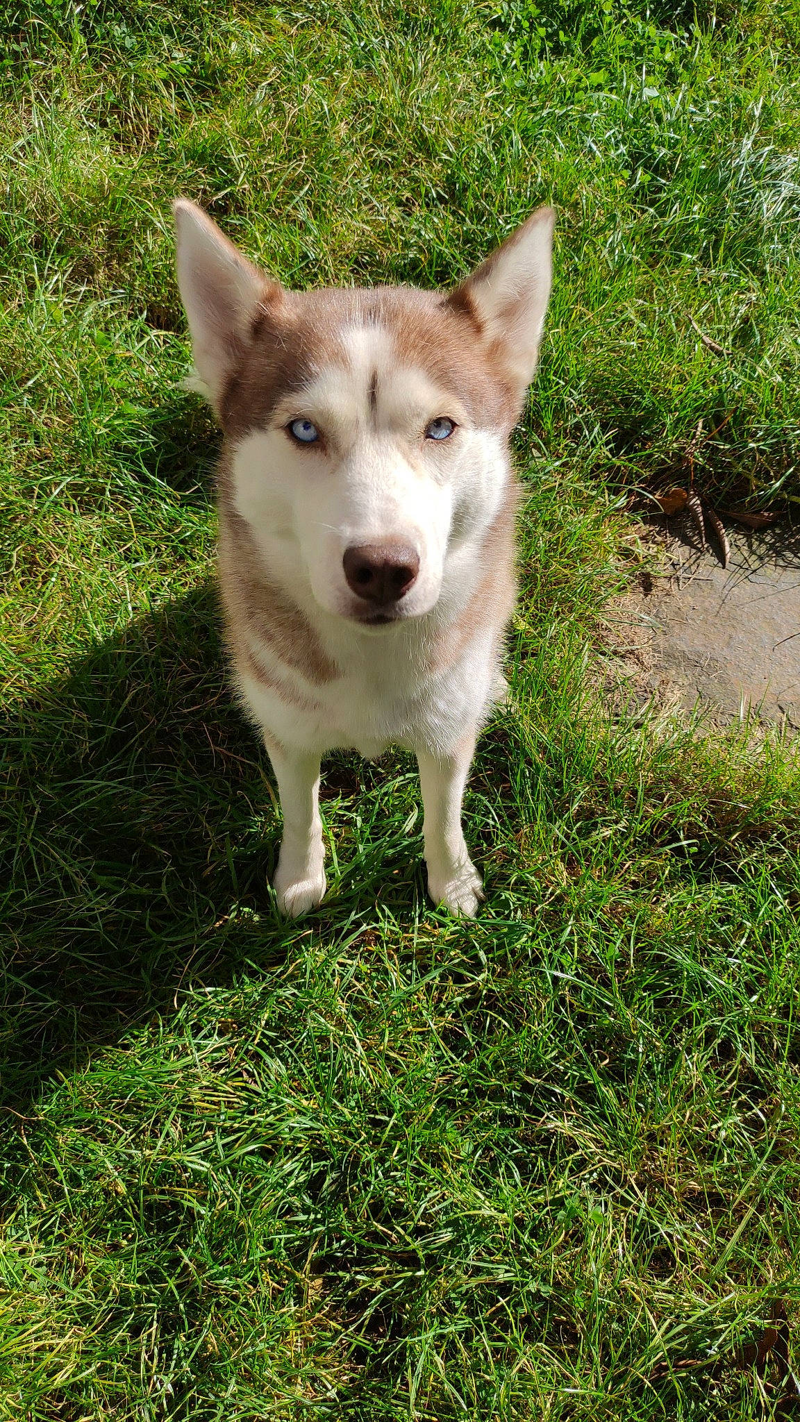 Oshka a rejoint le concours — aidez-le/la à gagner de superbes lots ! canidae, carnivore, companion_dog, dog, dog_breed, grass, groundcover, plant, snout, sporting_group, tail, terrestrial_animal, wildlife, working_animal, working_dog