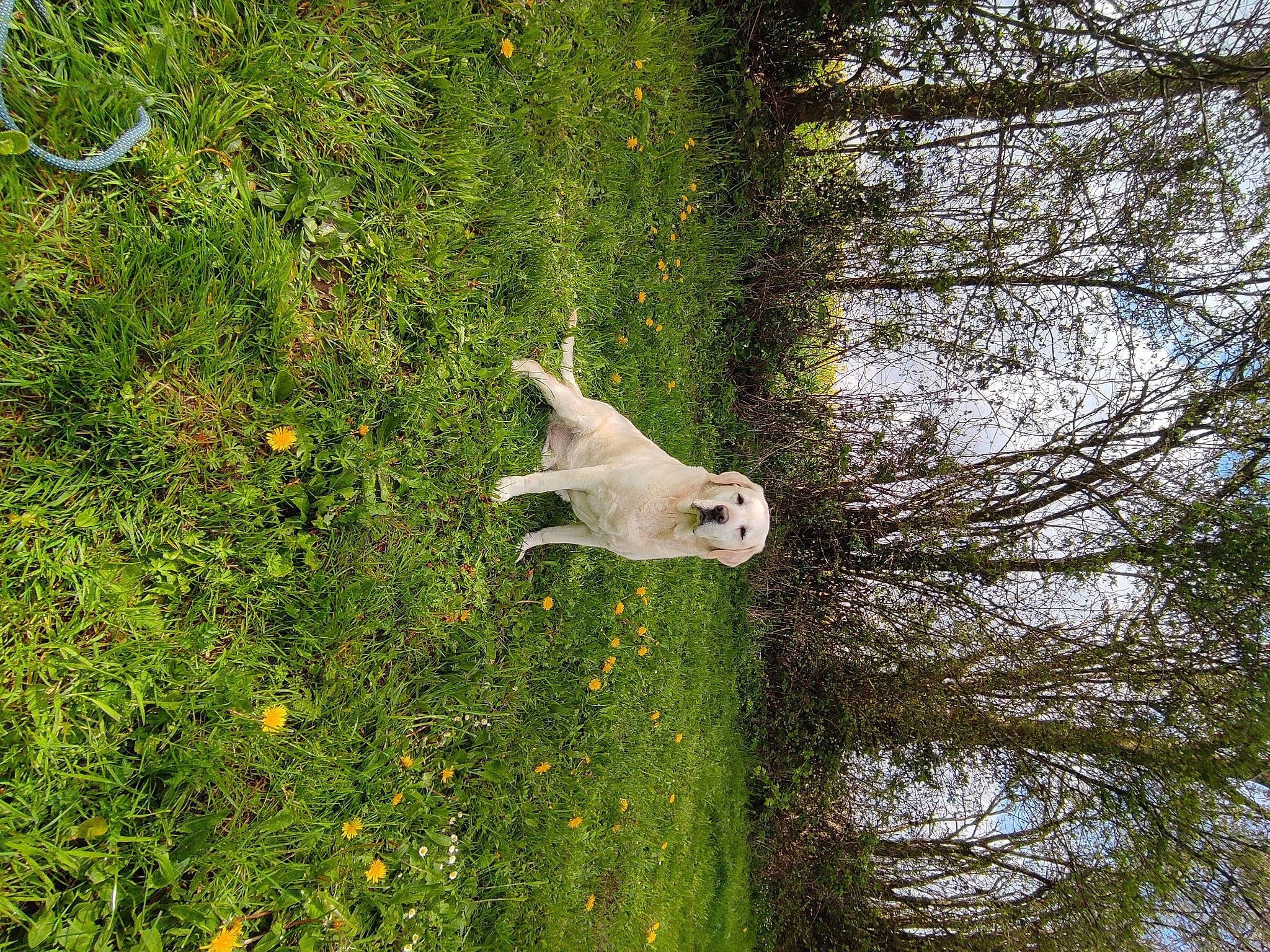 Haribo participe au concours pour gagner de l'argent avec cette photo : beak, cockatoo, flower, grass, grassland, groundcover, landscape, natural_landscape, pasture, plant, shrub, sky, sporting_group, spring, tail, tree, trunk, twig, water, wood