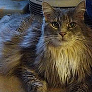 Max joined the competition — help win amazing prizes! cat, fluffy, gray, indoor, pet, animal, fur, whiskers, muzzle, eyes, ears, relaxed, laying, closeup, portrait, feline, domestic, calm, longhair, mammal
