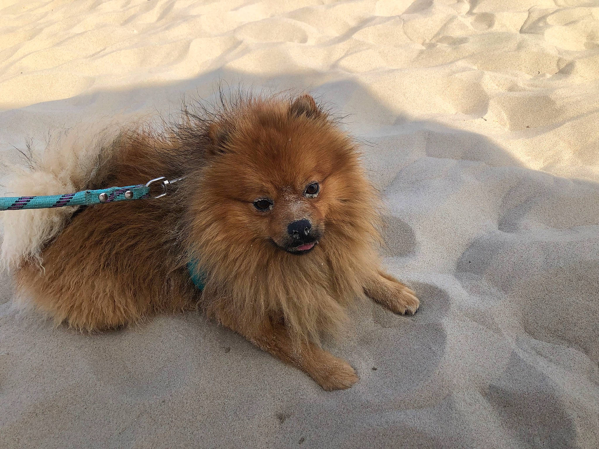 Rox participe au concours pour gagner de l'argent avec cette photo : canidae, carnivore, companion_dog, dog, dog_breed, eye, fawn, fur, german_spitz, landscape, liver, paw, snout, spitz, sporting_group, terrestrial_animal, toy_dog, volpino_italiano, whiskers, working_animal