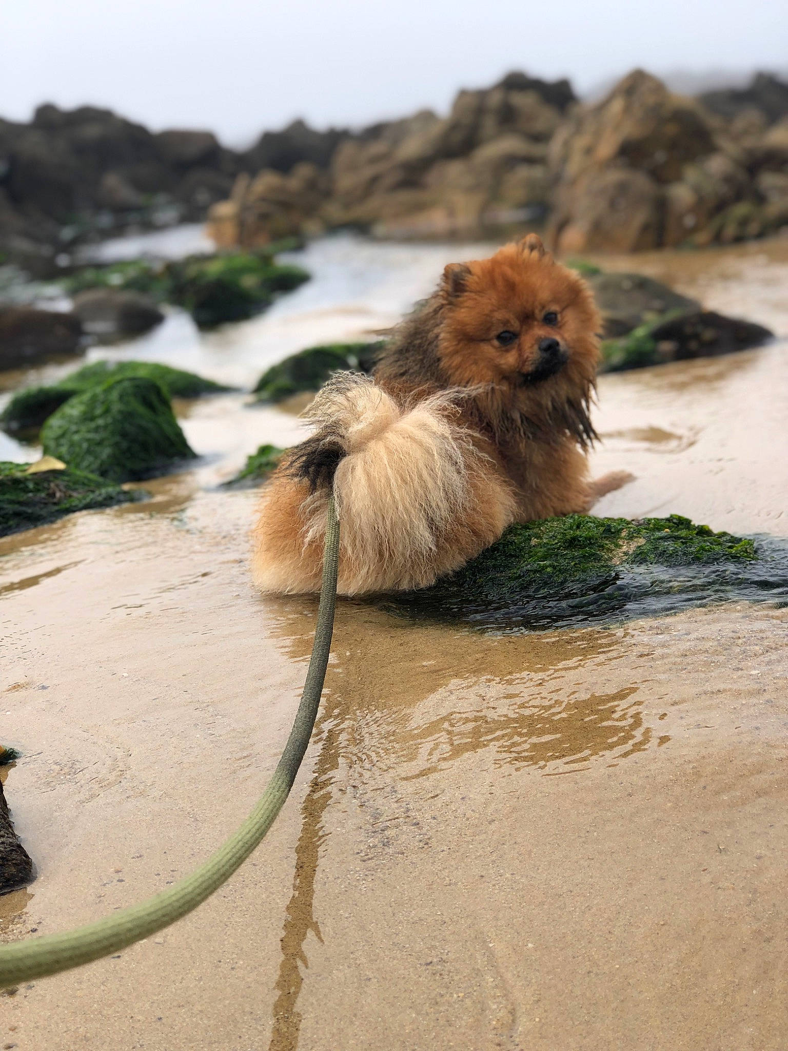 Rox a rejoint le concours — aidez-le/la à gagner de superbes lots ! beach, canidae, carnivore, coast, companion_dog, dog, dog_breed, fawn, lake, liver, ocean, rock, sand, sky, sporting_group, terrestrial_animal, water, wave, wildlife, working_animal