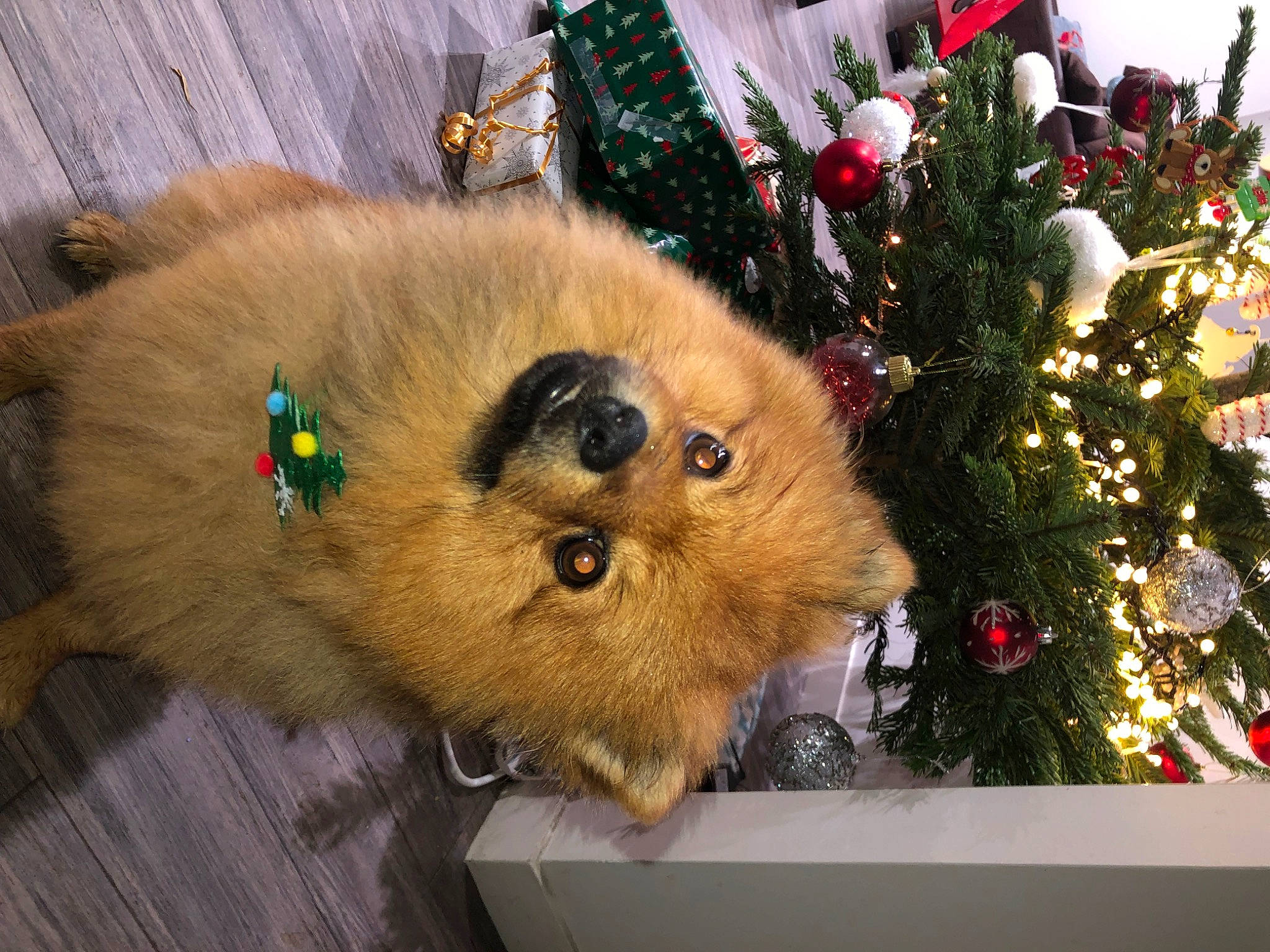 Rox participe au concours pour gagner de l'argent avec cette photo : carnivore, cat, christmas, christmas_decoration, christmas_ornament, christmas_tree, companion_dog, conifer, event, evergreen, fawn, felidae, fur, holiday, holiday_ornament, ornament, small_to_medium_sized_cats, snout, spitz, whiskers