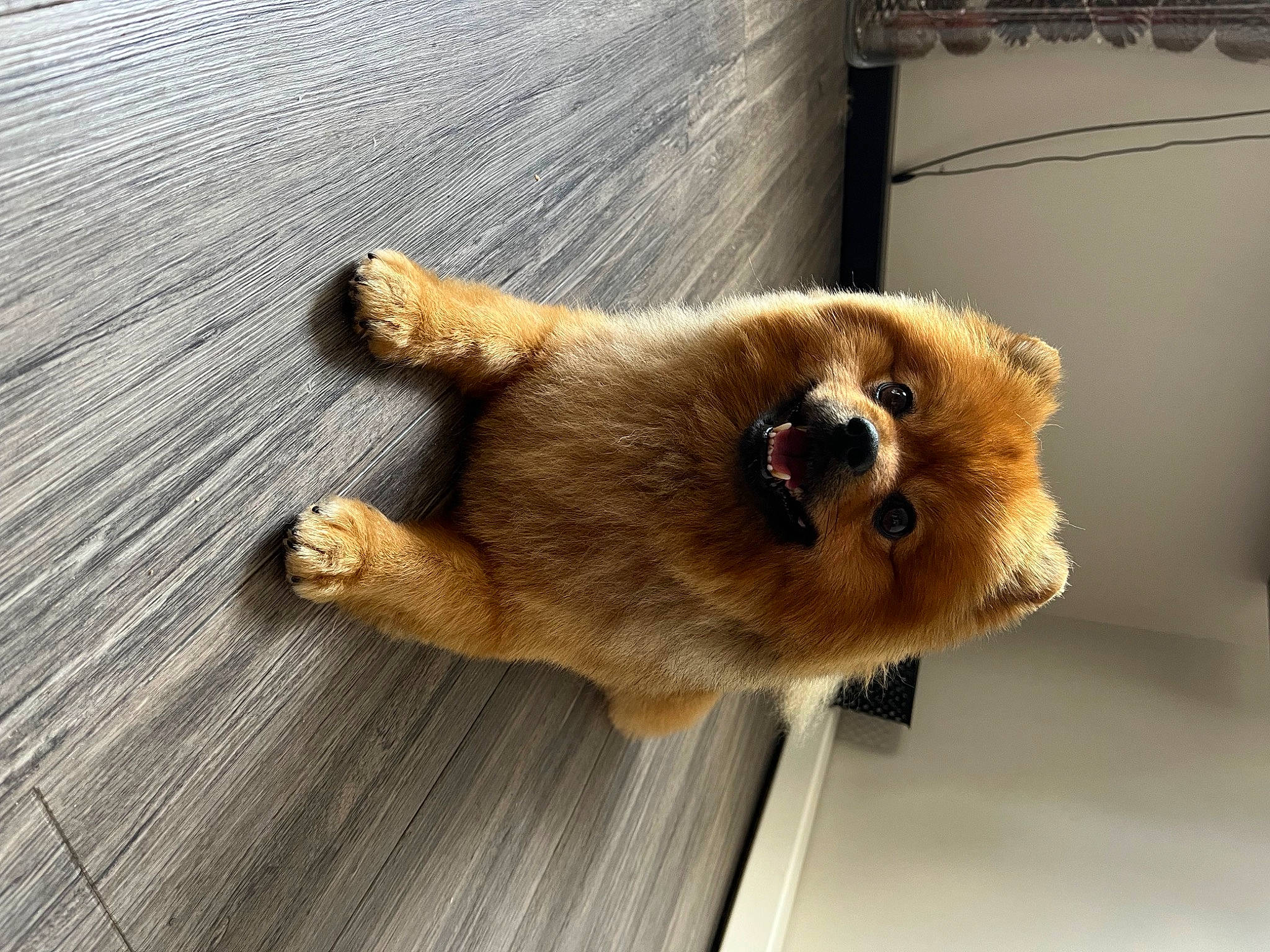 Rox a rejoint le concours — aidez-le/la à gagner de superbes lots ! canidae, carnivore, claw, companion_dog, dog, dog_breed, fawn, fur, hardwood, paw, snout, spitz, sporting_group, tail, terrestrial_animal, wildlife, wood, working_animal