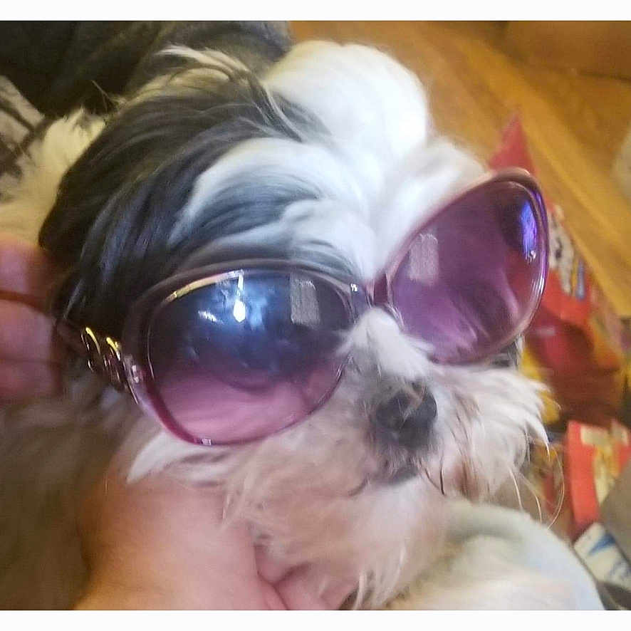 Sugar Britches joined the competition — help win amazing prizes! accessory, animal_face, black_and_white, closeup, companion, cute, dog, domestic_animal, fluffy, funny, furry, hand, household, indoor, muzzle, pet, portrait, relaxed, sunglasses, wearing