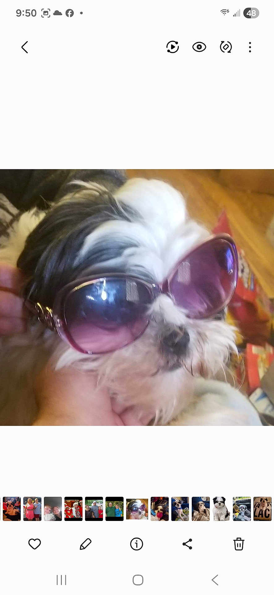 Sugar Britches joined the competition — help win amazing prizes! accessory, animal_face, black_and_white, closeup, companion, cute, dog, domestic_animal, fluffy, funny, furry, hand, household, indoor, muzzle, pet, portrait, relaxed, sunglasses, wearing