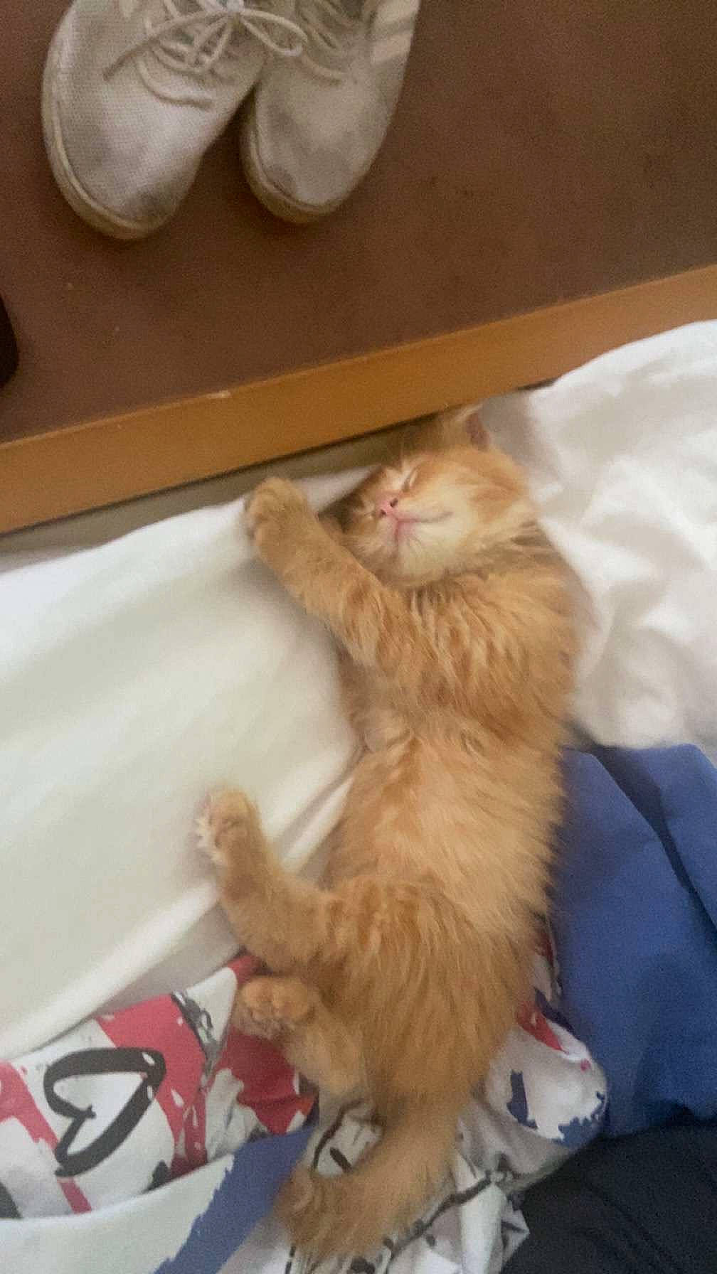 Sirius participe au concours pour gagner de l'argent avec cette photo : canidae, carnivore, cat, claw, comfort, companion_dog, fawn, felidae, fur, paw, room, small_to_medium_sized_cats, sporting_group, tail, whiskers, wood