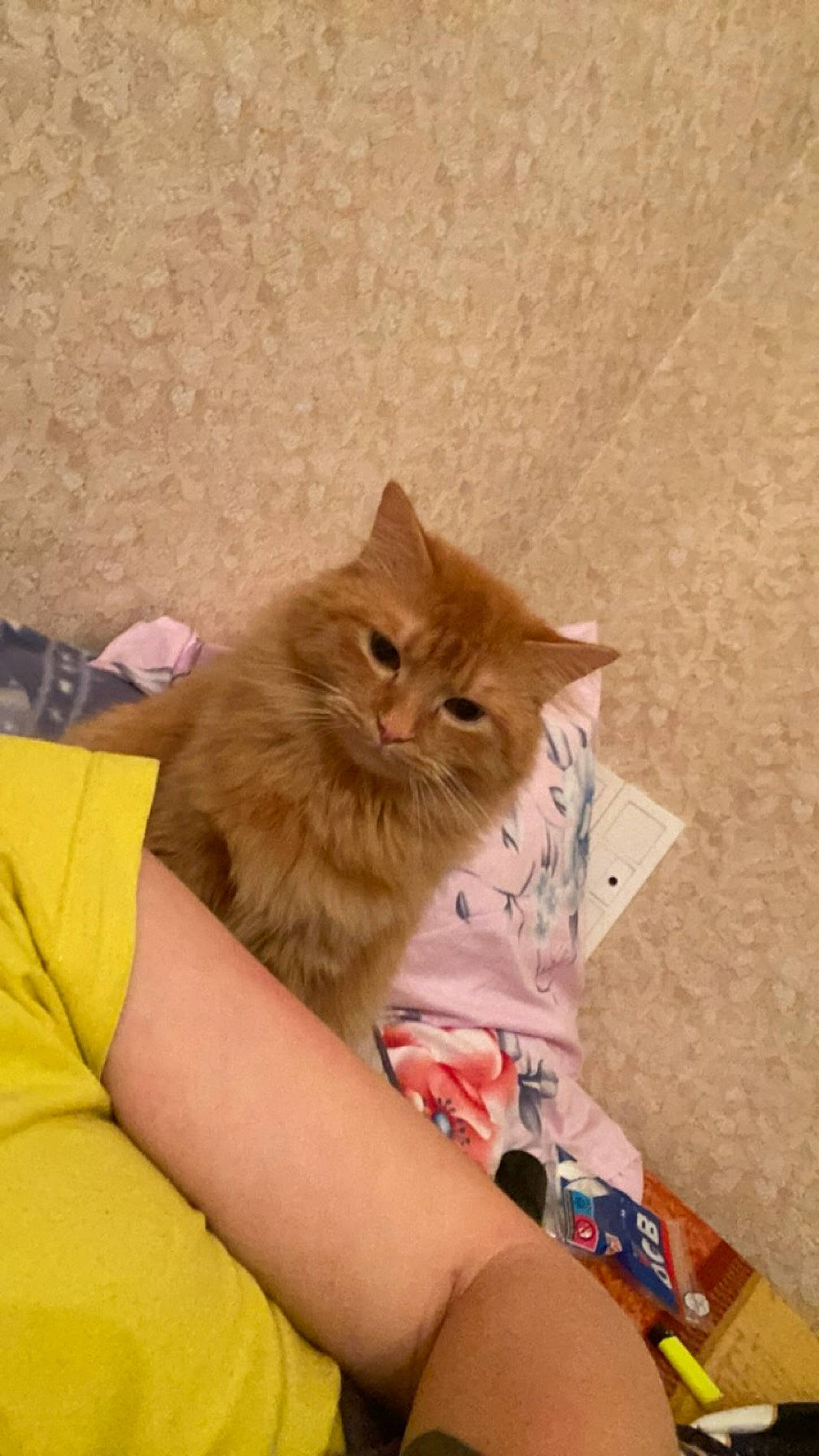 Sirius a rejoint le concours — aidez-le/la à gagner de superbes lots ! box, british_longhair, cardboard, carnivore, cat, claw, comfort, fawn, felidae, flooring, fur, hardwood, paw, persian, small_to_medium_sized_cats, tail, terrestrial_animal, whiskers, wood