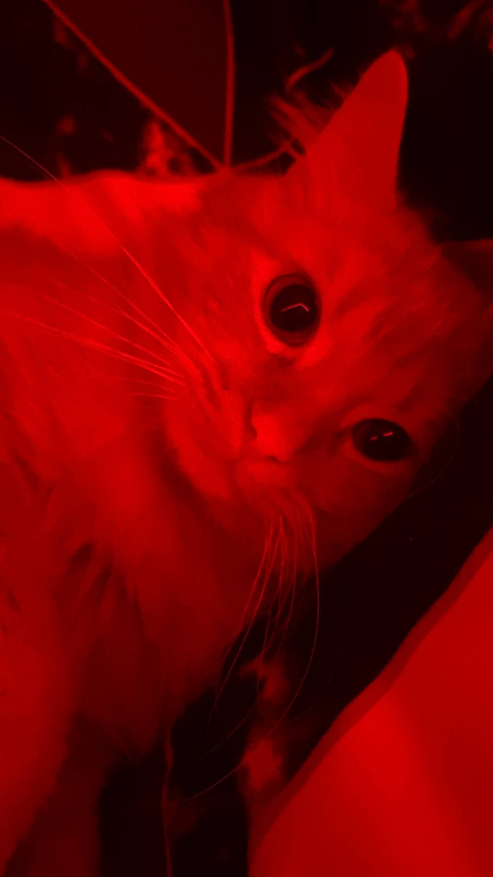 Sirius a rejoint le concours — aidez-le/la à gagner de superbes lots ! art, beak, carmine, dress, event, fashion_accessory, feather, felidae, fictional_character, fur, magenta, peach, petal, pink, small_to_medium_sized_cats, tail, toy, whiskers, window, wing