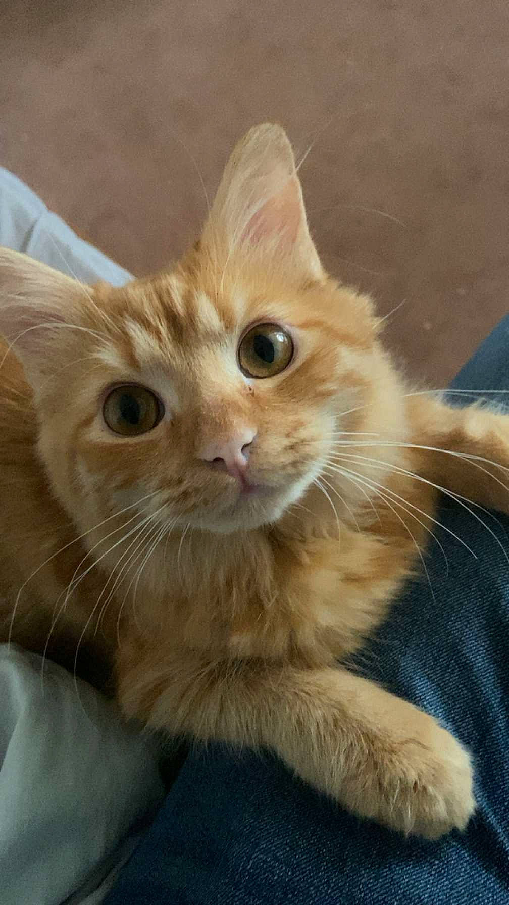 Sirius a rejoint le concours — aidez-le/la à gagner de superbes lots ! carnivore, cat, claw, domestic_short_haired_cat, ear, eye, fawn, felidae, fur, gesture, head, iris, paw, small_to_medium_sized_cats, snout, tail, whiskers, window