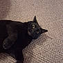 animal, black_cat, carpet, cat, curious, cute, domestic_animal, ears, eyes, feline, fur, indoor, lying_down, mammal, paw, pet, playful, resting, texture, whiskers
