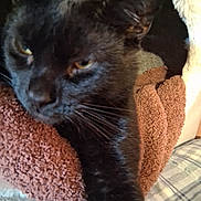 Lotus joined the competition — help win amazing prizes! animal, bed, black_cat, blanket, brown_blanket, cat, close_up, comfort, cozy, feline, fur, indoor, paw, pet, plush, resting, sleepy, soft_texture, whiskers, yellow_eyes