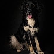 Urros participe au concours pour gagner de l'argent avec cette photo : animal, black_dog, canine, cute, dark_background, dog, ears, eyes, fluffy, friendly, fur, looking_at_camera, mammal, paw, pet, portrait, sitting, studio, tongue_out, white_fur