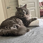 Pierogi is registered to the contest to win money with this photo: bed, cat, couch, cozy, curious, domestic_animal, door, fluffy, fur, furniture, gray_cat, household, indoor, living_room, mammal, pet, relaxed, resting, towel, yellow_eyes