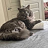 bed, cat, couch, cozy, curious, domestic_animal, door, fluffy, fur, furniture, gray_cat, household, indoor, living_room, mammal, pet, relaxed, resting, towel, yellow_eyes