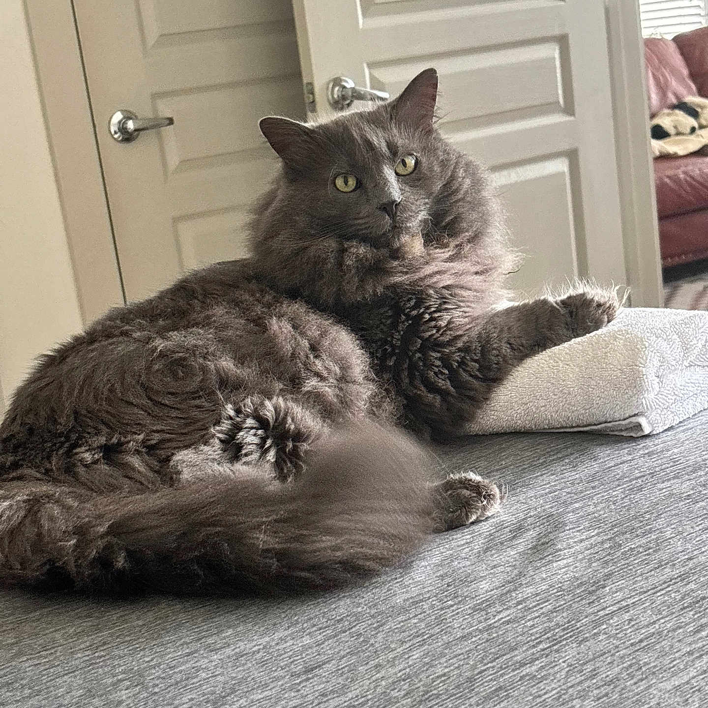 Pierogi