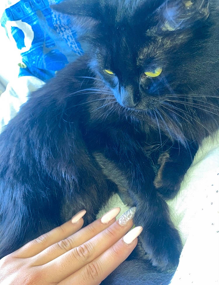 Emy participe au concours pour gagner de l&#x27;argent avec cette photo : azure, black_cat, bombay, carnivore, cat, claw, comfort, domestic_short_haired_cat, electric_blue, felidae, finger, fur, gesture, nail, paw, small_to_medium_sized_cats, snout, tail, thumb, whiskers