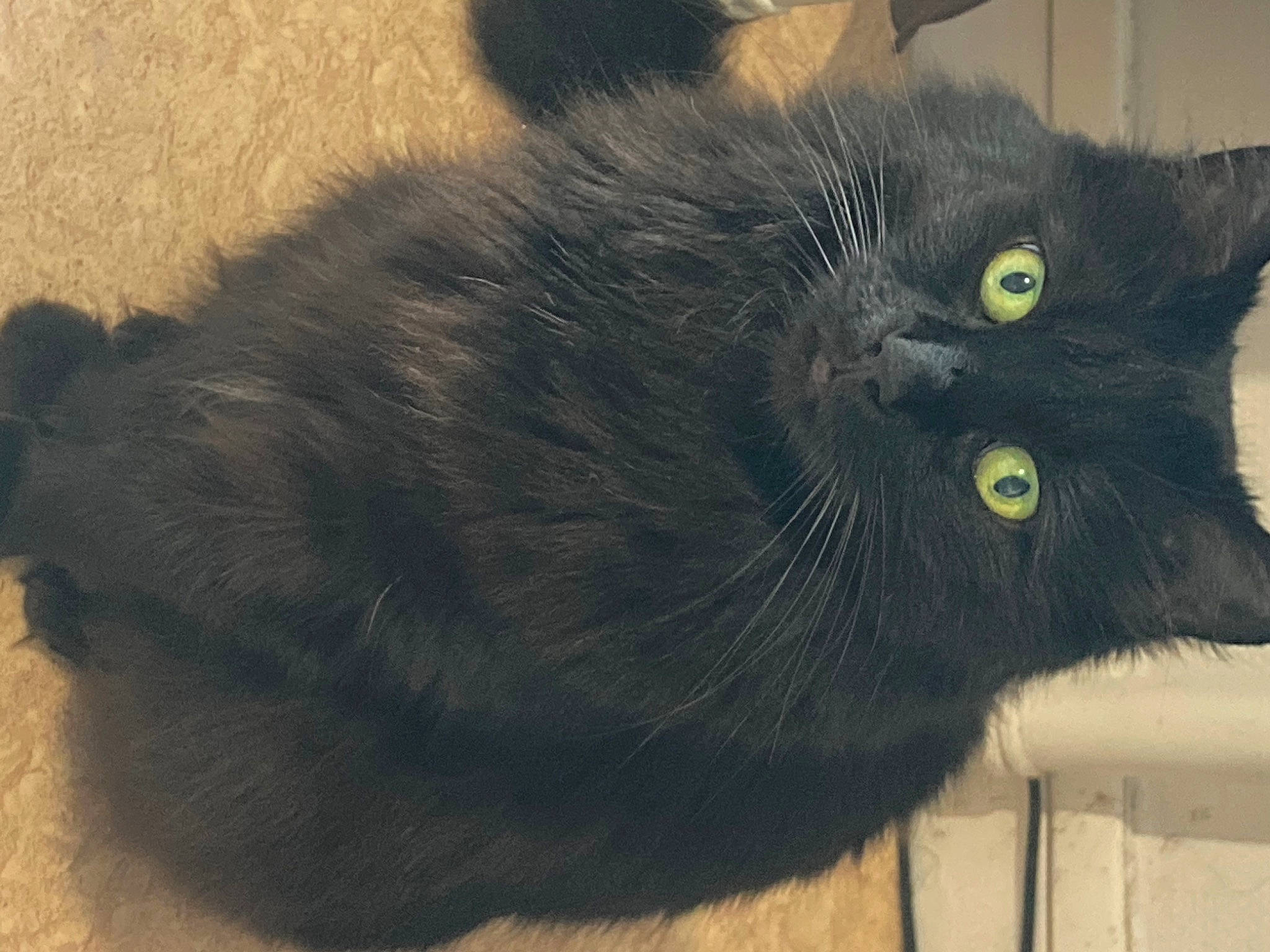 Emy participe au concours pour gagner de l&#x27;argent avec cette photo : balance, black_cat, carnivore, cat, claw, comfort, domestic_short_haired_cat, felidae, fur, grey, paw, small_to_medium_sized_cats, snout, tail, terrestrial_animal, whiskers