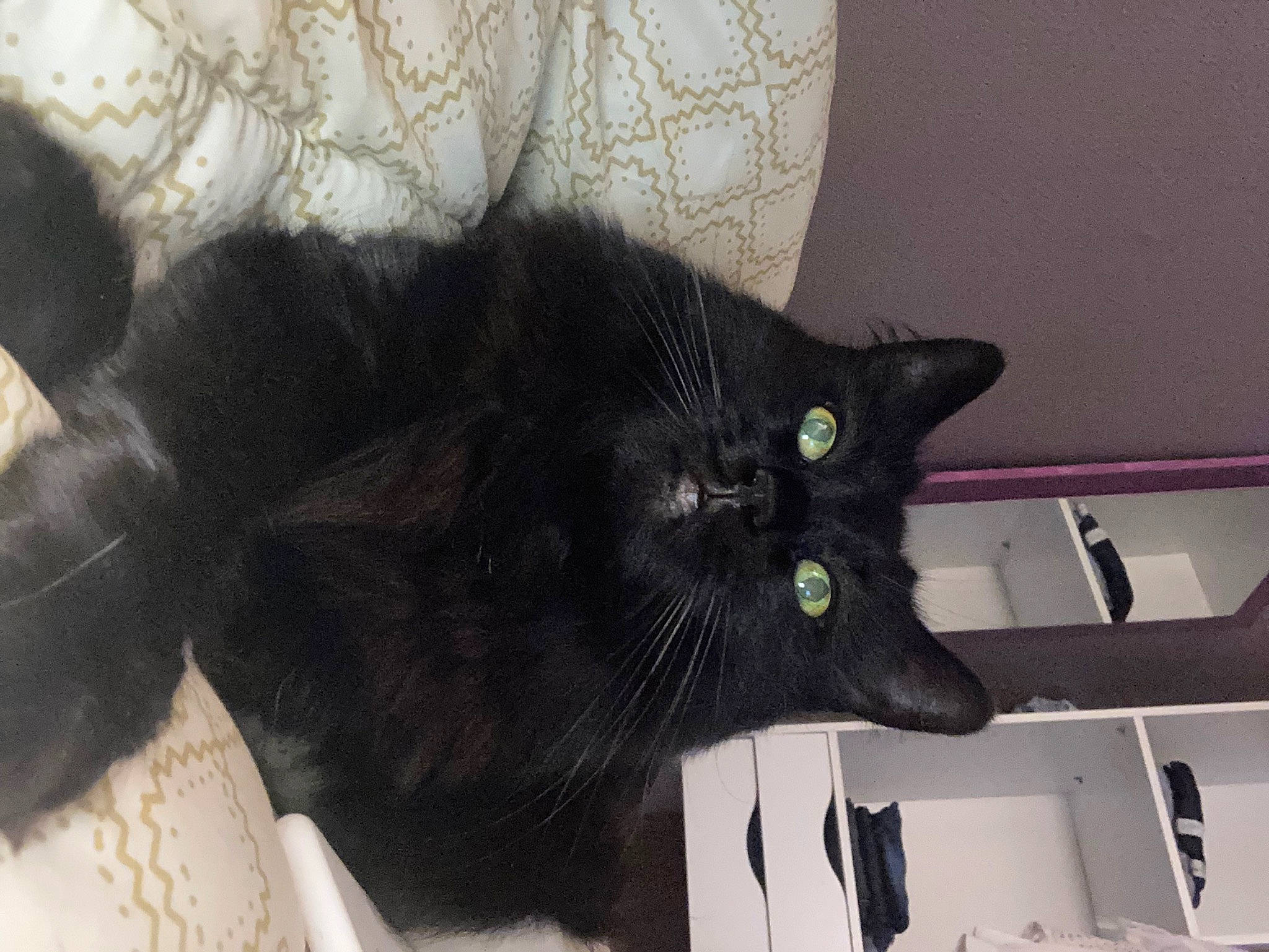 Emy participe au concours pour gagner de l&#x27;argent avec cette photo : black_cat, bombay, carnivore, cat, cat_supply, claw, comfort, domestic_short_haired_cat, felidae, fur, grey, paper_product, small_to_medium_sized_cats, snout, tail, terrestrial_animal, whiskers