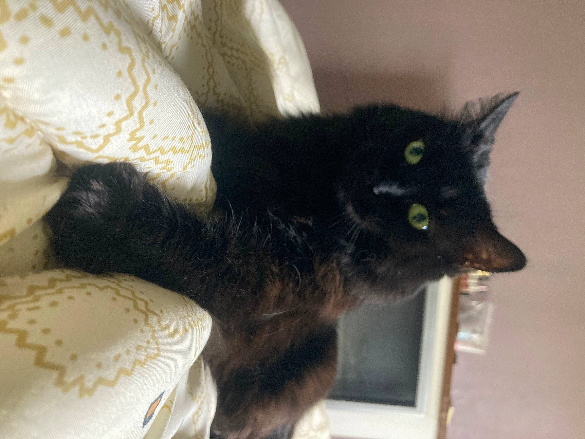 Emy a rejoint le concours — aidez-le/la à gagner de superbes lots ! black_cat, bombay, carnivore, cat, cat_supply, claw, comfort, domestic_short_haired_cat, felidae, fur, paw, small_to_medium_sized_cats, snout, tail, whiskers, window