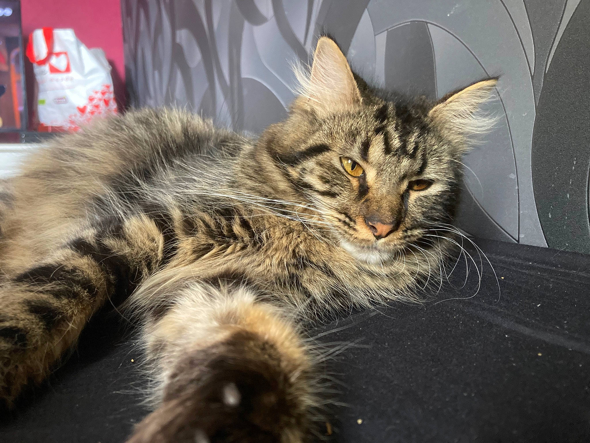 Shyra a rejoint le concours — aidez-le/la à gagner de superbes lots ! carnivore, cat, claw, domestic_short_haired_cat, felidae, fur, maine_coon, paw, small_to_medium_sized_cats, snout, terrestrial_animal, tree, whiskers, wildlife, window