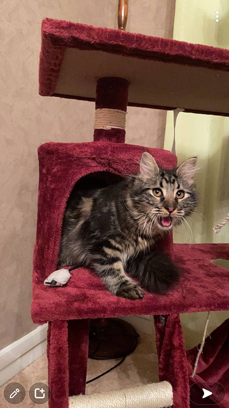 Shyra a rejoint le concours — aidez-le/la à gagner de superbes lots ! art, bookcase, carnivore, cat, comfort, domestic_short_haired_cat, felidae, fur, grey, magenta, mammal, room, shelf, shelving, sitting, small_to_medium_sized_cats, tail, vertebrate, whiskers, wood