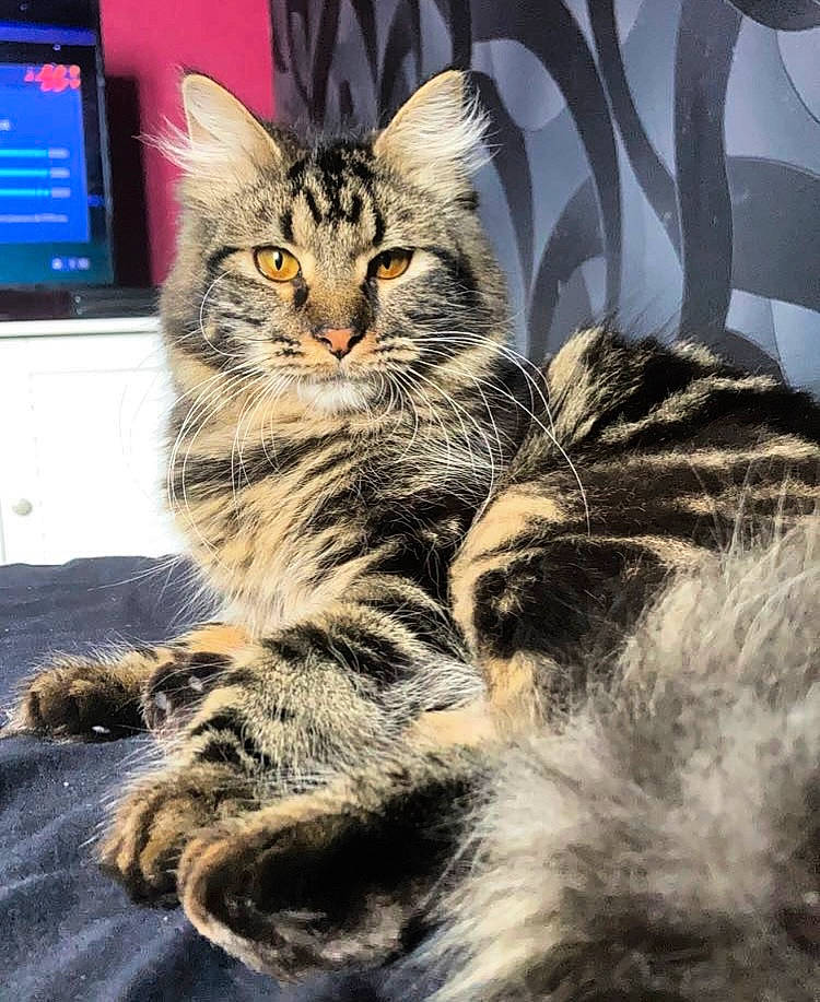 Shyra