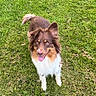 dog, grass, outdoor, pet, canine, happy, tongue_out, fur, brown, white, ears, tail, animal, nature, playful, looking_up, summer, daylight, cute, friendly