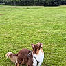 dog, grass, outdoor, nature, pet, canine, brown, white, harness, field, tree, bushes, sky, animal, fur, looking_up, standing, daylight, green, park