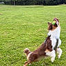 dog, grass, park, trees, tennis_ball, jumping, playing, outdoor, pet, animal, active, catching, green, nature, canine, fur, motion, daylight, field, harness