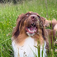 Shelby Thuillier a rejoint le concours — aidez-le/la à gagner de superbes lots ! dog, animal, grass, meadow, outdoor, nature, pet, canine, happy, playful, fur, brown, white, open_mouth, tongue, wildflowers, greenery, summer, closeup, field
