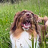 dog, animal, grass, meadow, outdoor, nature, pet, canine, happy, playful, fur, brown, white, open_mouth, tongue, wildflowers, greenery, summer, closeup, field