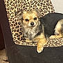 Kensley Hernandez is registered to the contest to win money with this photo: animal, black_fur, canine, chair, cozy, cute, dog, ears, face, fur, furniture, home, indoor, leopard_print, paw, pet, relaxed, resting, small_dog, tan_fur