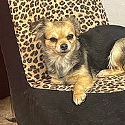 Kensley Hernandez is registered to the contest to win money with this photo: animal, black_fur, canine, chair, cozy, cute, dog, ears, face, fur, furniture, home, indoor, leopard_print, paw, pet, relaxed, resting, small_dog, tan_fur