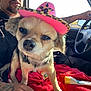 Kensley Hernandez is registered to the contest to win money with this photo: accessory, car_interior, casual, close_up, dog, hand, hat, indoor, leopard_print, man, pet, pink_hat, portrait, red_blanket, relaxed, small_dog, steering_wheel, sunlight, tattoo, vehicle