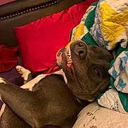 Buster Boi Blue joined the competition — help win amazing prizes! dog, pet, sleeping, lying_down, upside_down, open_mouth, teeth, funny, goofy, brown_dog, bed, blanket, quilt, pillow, bedroom, cozy, indoors, relaxed, portrait, animal