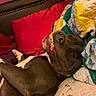 dog, pet, sleeping, lying_down, upside_down, open_mouth, teeth, funny, goofy, brown_dog, bed, blanket, quilt, pillow, bedroom, cozy, indoors, relaxed, portrait, animal